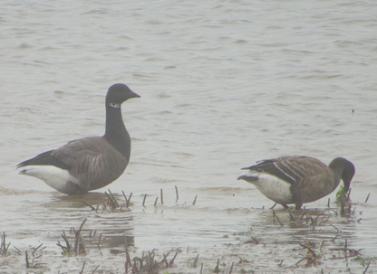 Thumbnail of Brent Goose